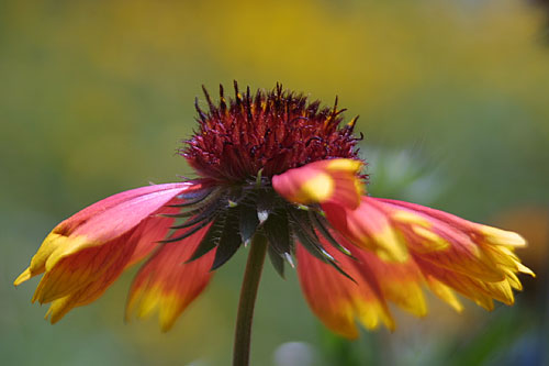 flower_botsad_1.jpg