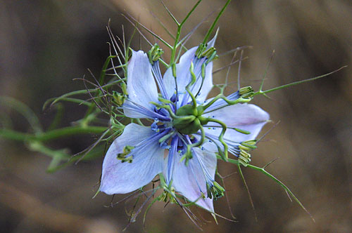 flower_ukrop.jpg