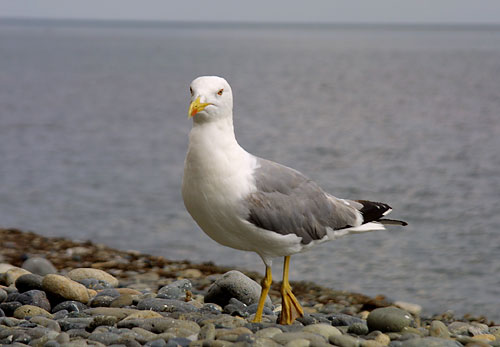 larus.jpg