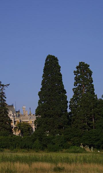 massandra_sequoia.jpg