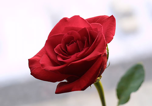 rose.jpg