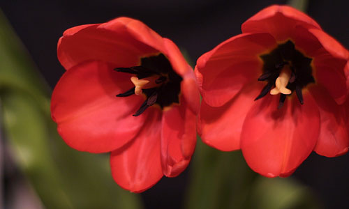 tulip.jpg