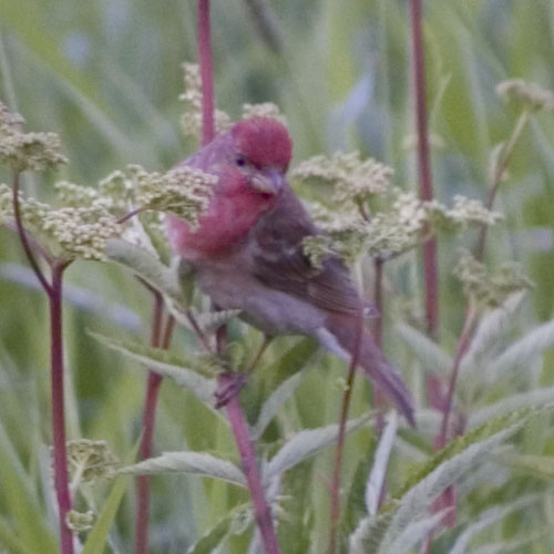 bird-2.jpg