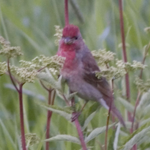 bird.jpg
